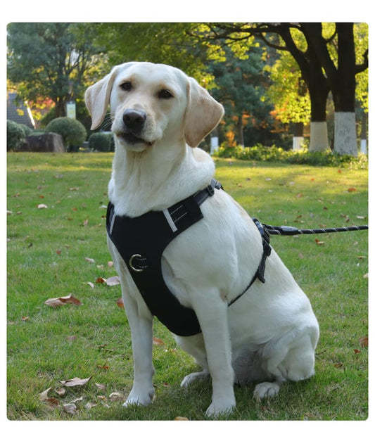 No-Pull Dog Harness with Safety Features, Reflective Stitching, Metal Ring, Blue and Black