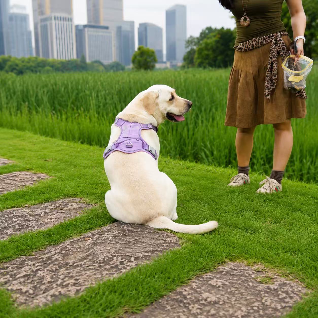 PawWave No Pull Dog Harness with Hidden Tracking Tag Holder– Soft Padded Reflective Vest plus Car Safety Leash set perfectly for small to Large Dogs