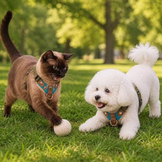 PawWave 3-piece No-pull Dog or Cat Harness set with Leash & Car Safety Strap
