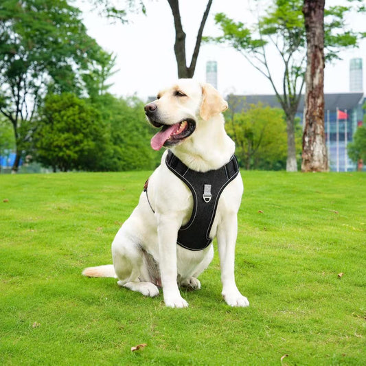 PawWave No-pull Denim Dog Harness set with Car safety Strap, Fully Adjustable Reflective Vest