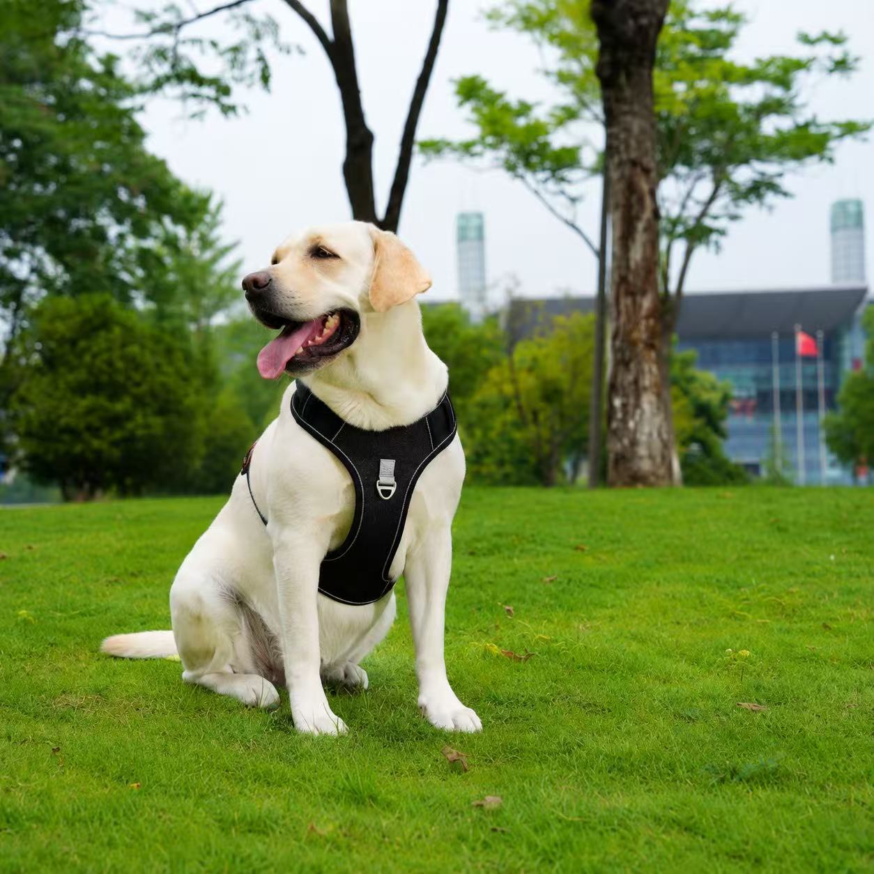 PawWave No pull Denim Dog Harness with Car Safety Leash set for daily stylish walks for small to Large Dogs