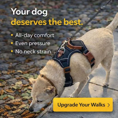 PawWave No pull Denim Dog Harness with Car Safety Leash set for daily stylish walks for small to Large Dogs